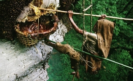 The Significance of Wild Honey in Nepal: Natural, Medicinal, and Cultural Treasures